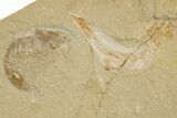 Cretaceous Fossil Shrimp and Fish - Lebanon #323750-1